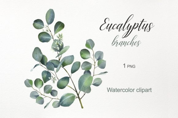 Download Watercolor Flowers. Eucalyptus Clipart - Flowers Collection